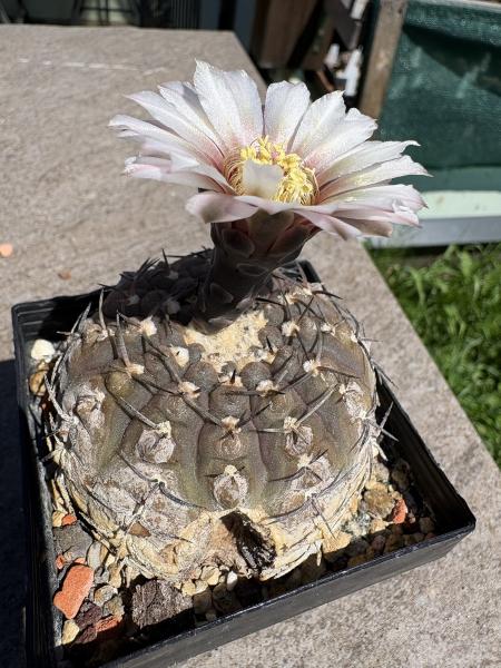Gymnocalycium ragonesei